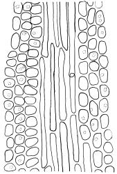 Tridontium cockaynei, costa with adjacent laminal cells, mid leaf, adaxial view. Drawn from J.E. Beever 113-50b, CHR 626655.
 Image: R.D. Seppelt © R.D.Seppelt All rights reserved